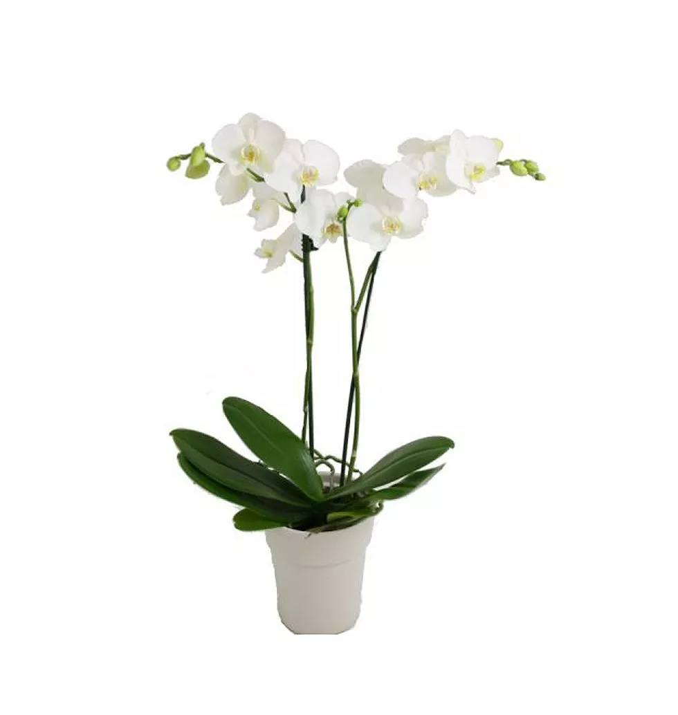 Traditional Gift of Phalaenopsis Orchid Plant